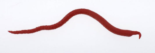 Berkley Gulp! Saltwater Extruded Bloodworm Soft Baits-Lures-Berkley-Tackle World